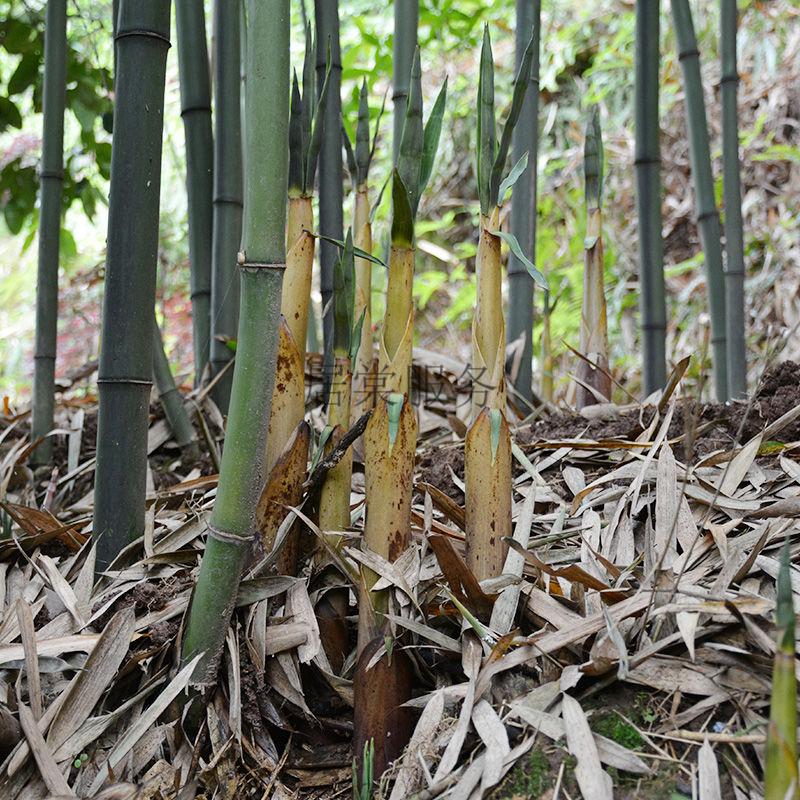 新鲜苦竹笋四川宜宾特产现挖苦笋甜苦笋新鲜春笋野生甜竹笋1/5斤 新鲜