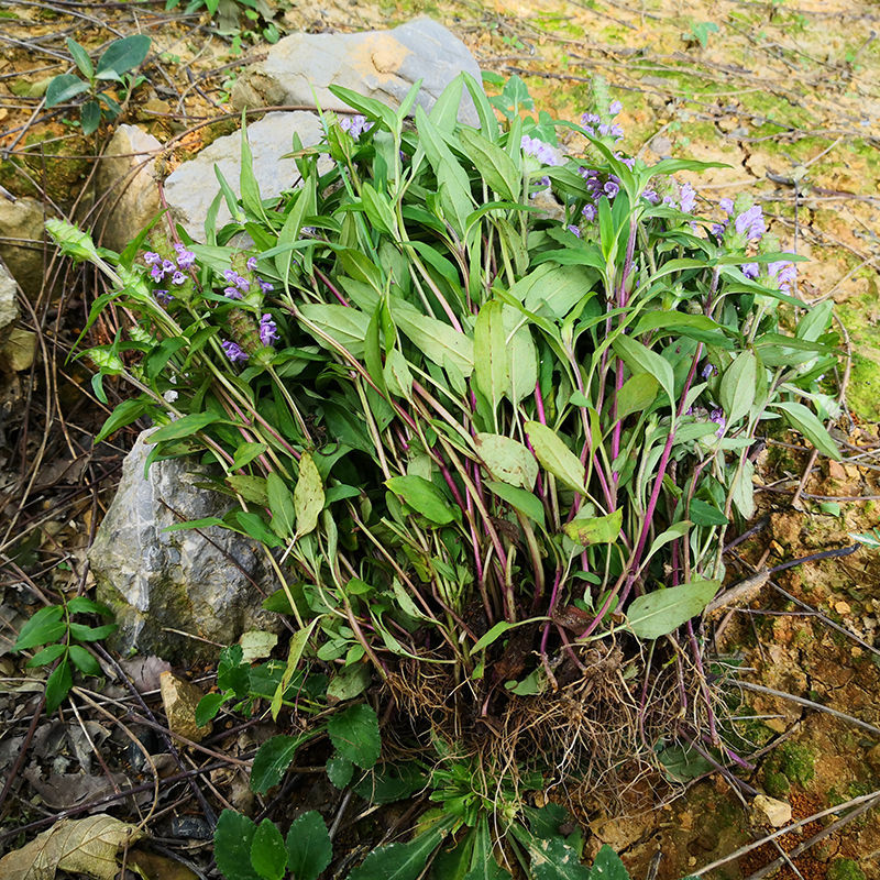 野生夏枯草夏枯球全草夏枯草茶散结夏枯草凉茶夏枯花新货夏枯草