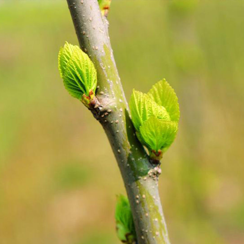 晨臻忆山堂桑芽茶 食用 霜后桑叶嫩芽茶 春天山东桑芽 250g【图片