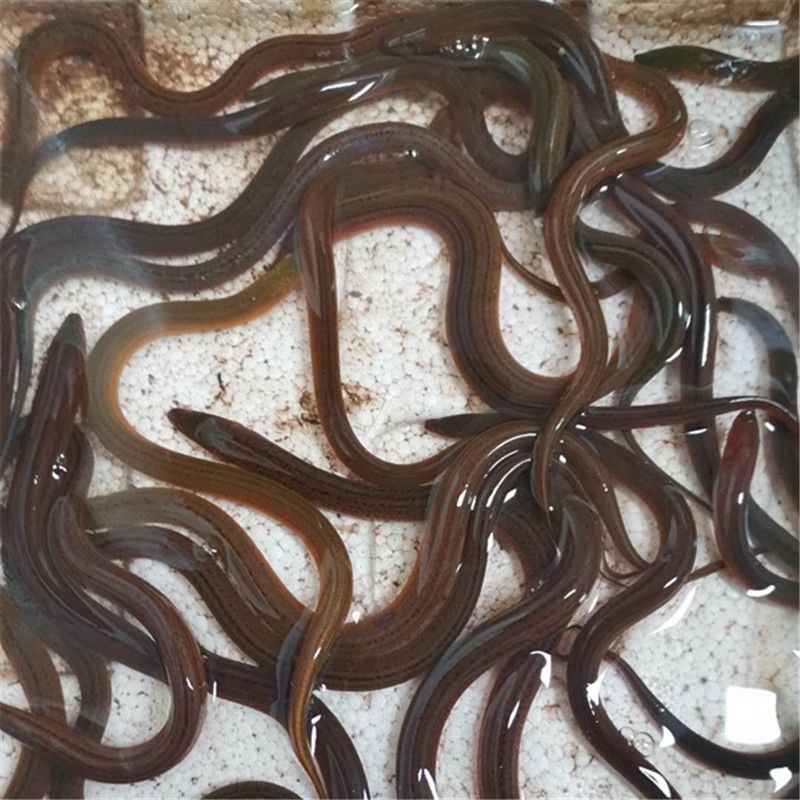 荣郁鳝鱼苗 鲜活黄鳝苗长鱼苗小黄鳝泥鳅淡水养殖鳝鱼幼苗一斤包 鳝