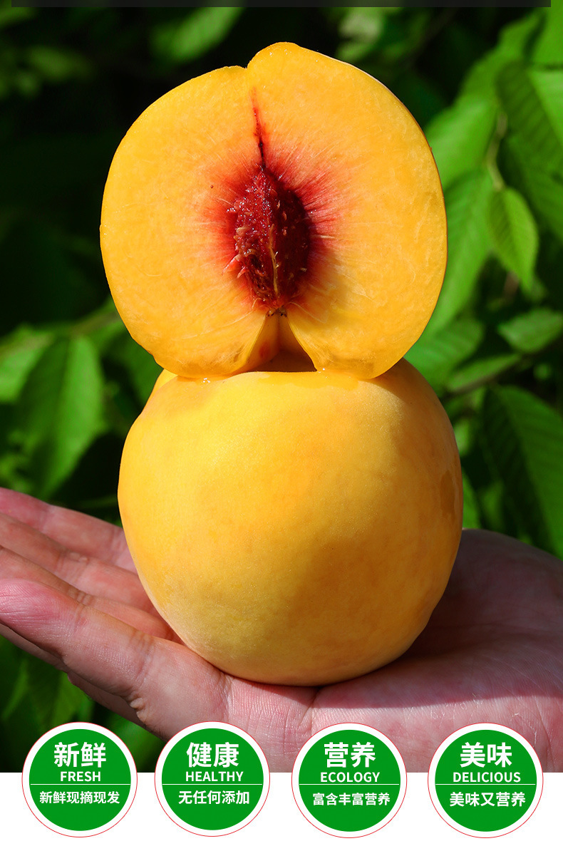 顺丰 嘉善姚庄锦绣黄桃12个礼盒装新鲜当季孕妇水果产地 9颗 净重5斤