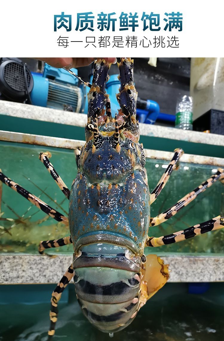 澳洲花龙虾鲜活海鲜水产超特大冰鲜小青龙锦绣大龙虾1-5斤/只 1-1.