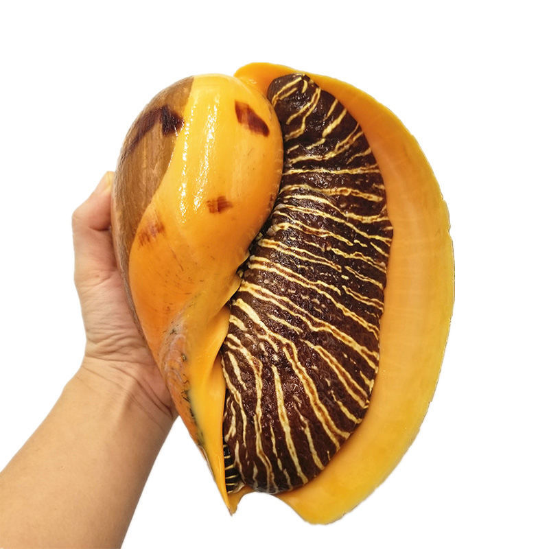 顺丰冷运海捕椰子螺1急冻超大黄螺油螺木瓜螺肉片海