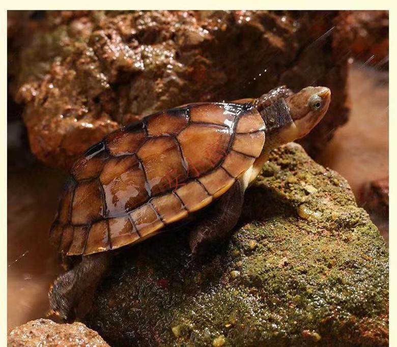 【安小离】纯种南石北石龟大乌龟稀有宠物活体观赏龟苗 背甲长度5到6