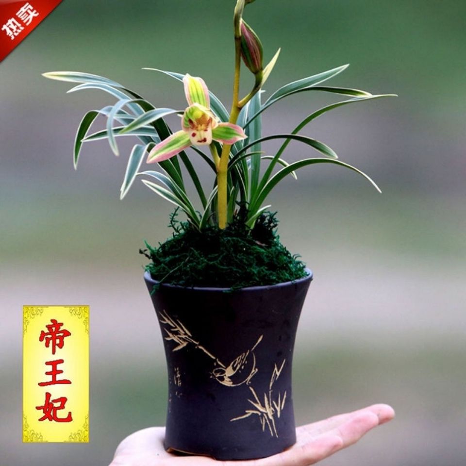 兰花苗 浓香型四季兰 金边矮种 建兰阳台花卉盆栽绿植 瑞雪丰年 4苗