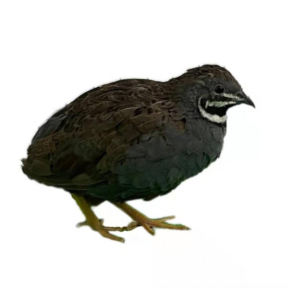 短云【可顺丰速发】网红芦丁鸡宠物鸡下蛋迷你小宠卢丁鸡观赏鸡生蛋多