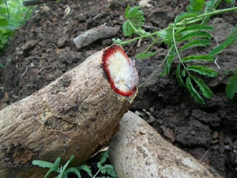 泰国红葛根艳紫铆红高颗天然男性滋补品泡茶泡酒蚁王红葛根片 200g