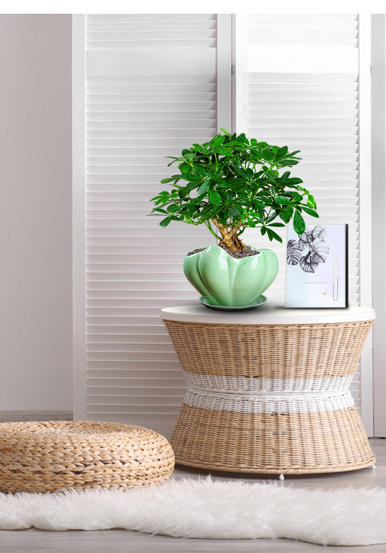 七叶莲盆栽生肖虎植物四季绿植室内客厅老桩盆景鸭脚木办公室适合放