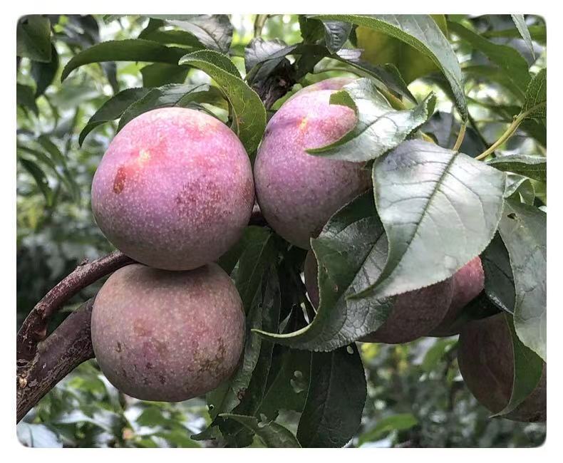 【精品】茂名钱排三华李红心正宗新鲜孕妇当季水果酸脆甜现货 三华李2