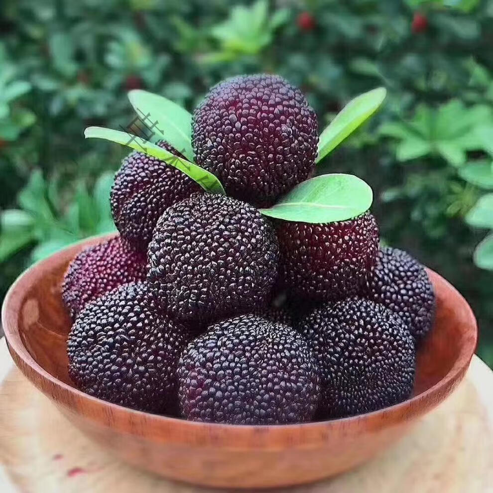 春光岛当季慈溪大山余姚精品荸荠杨梅新鲜黑炭水果现货4斤