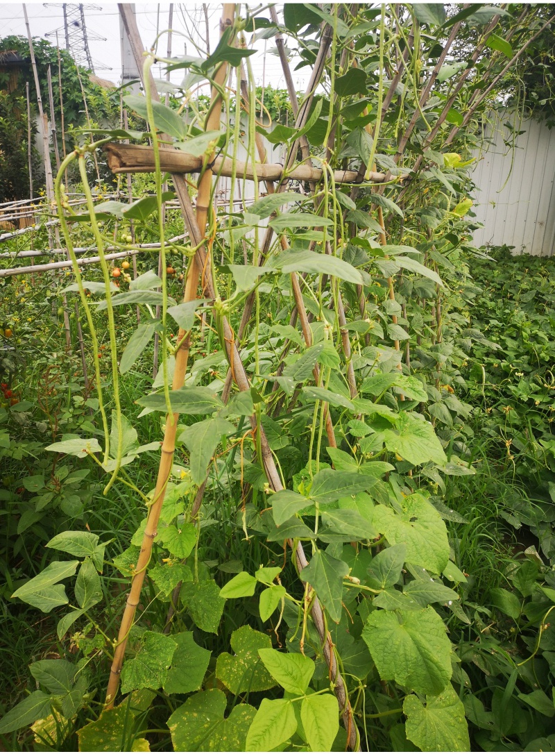 竹竿蔬菜爬藤户外菜园搭架豆角黄瓜架篱笆栅栏彩旗杆防腐竹杆装饰3