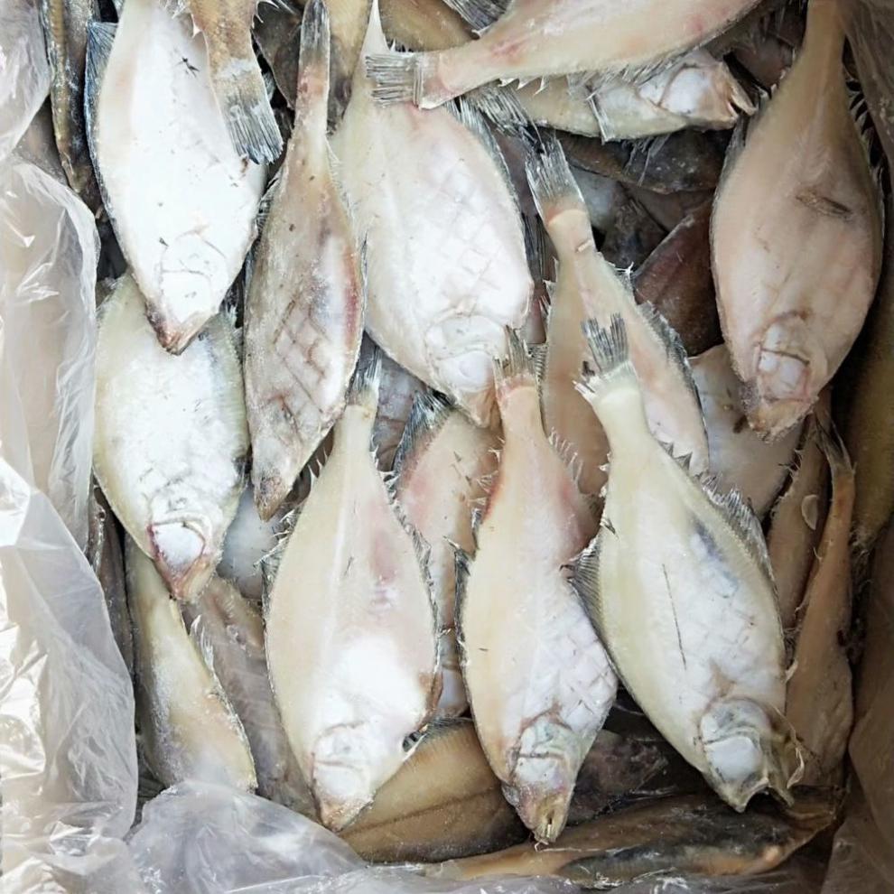 新鲜长脖鱼小偏口鱼鲽鱼比目鱼海捕无冰鲜活海鲜水产昌盛隆长脖鱼小号
