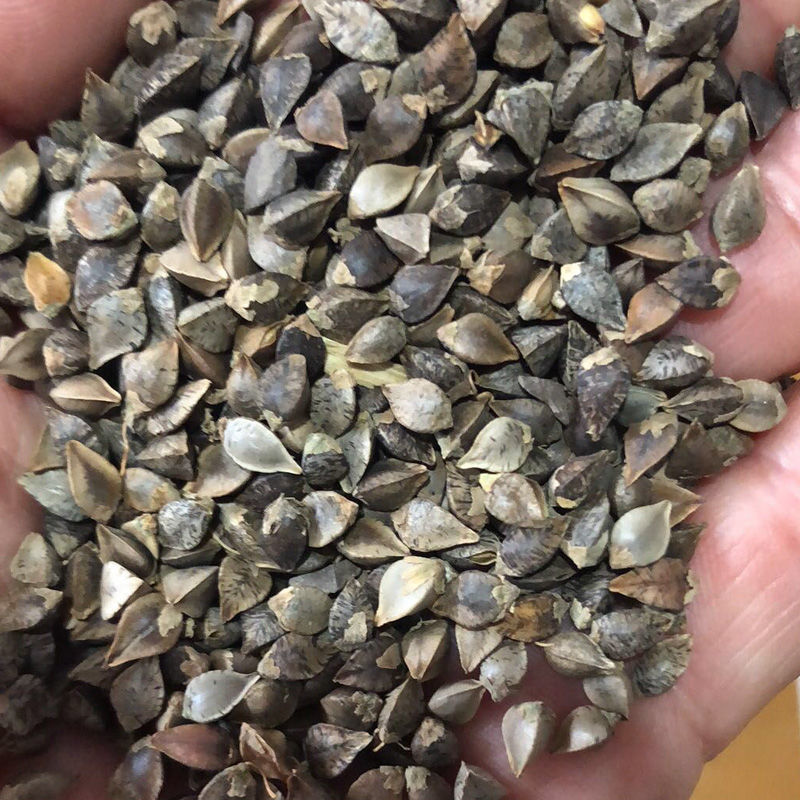 带壳荞麦5斤1斤 原粮三角荞麦 酿酒仓鼠粮信鸽观赏鸽鹦鹉鸟食新粮 【