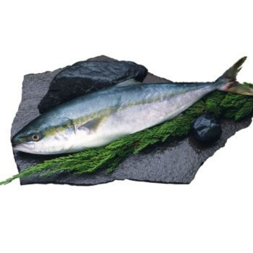 【冷链运输】特大黄金鲅鱼深海纯鱼大鲅鱼是做水饺鱼丸火锅佳罗莫利得