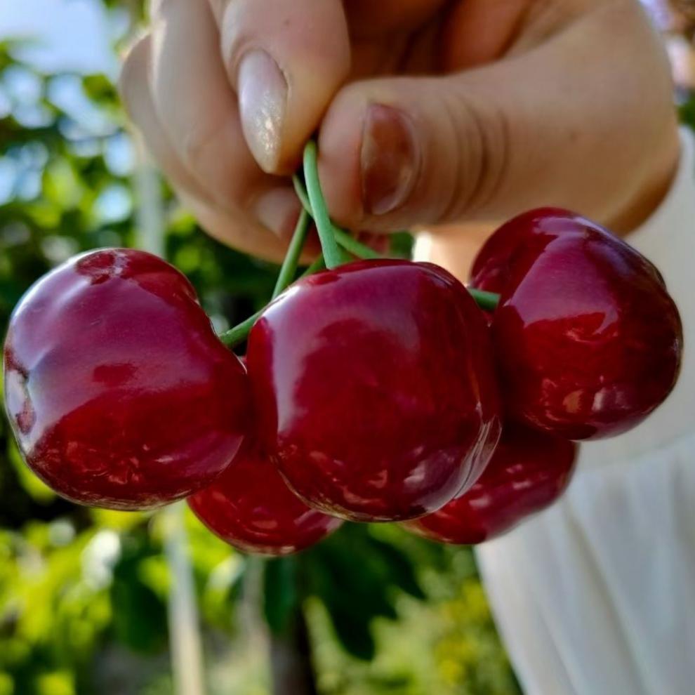 冷链空运甘肃天水大樱桃国产车厘子红灯大果脆甜现摘时令新鲜水果孕妇
