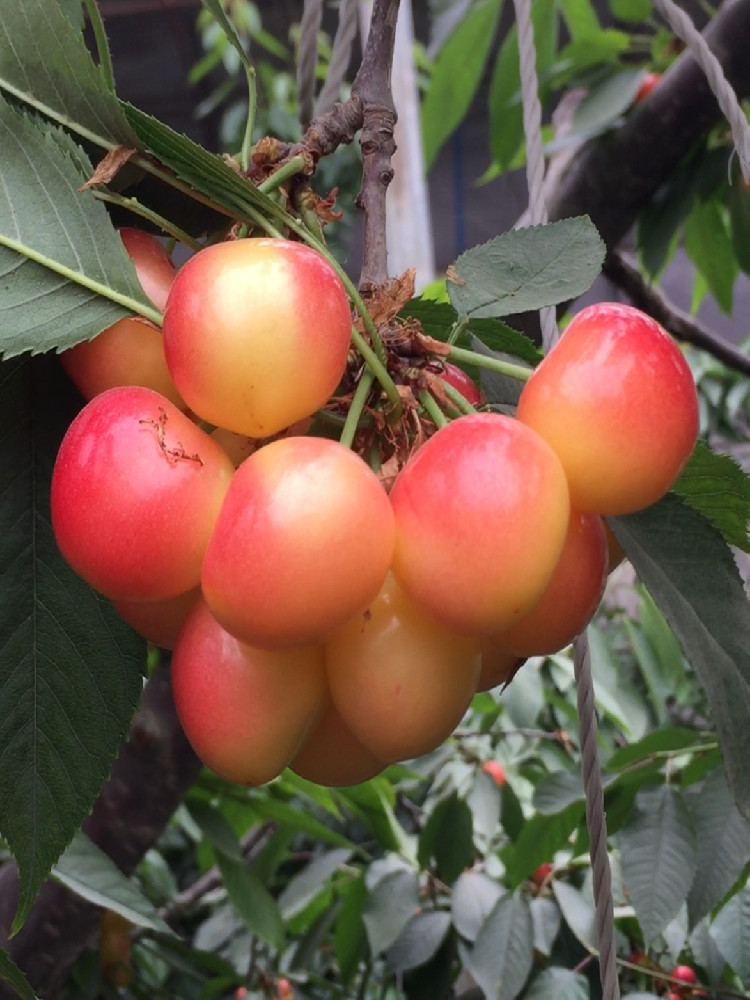 晨臻黄樱桃大连特产佳红雷尼尔大将军孕妇水果新鲜孕妇水果国产黄金