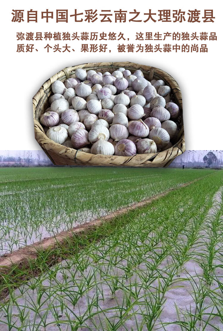 独头黑蒜山东黑蒜头新鲜发酵黑大蒜实惠装【图片 价格 品牌 报价】