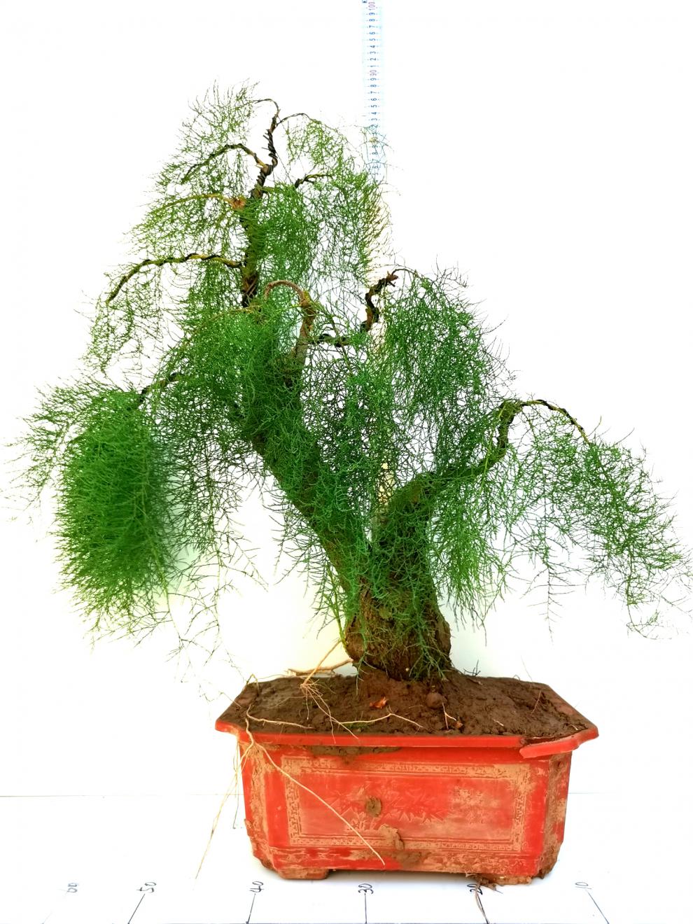 红色花絮柽柳树桩盆景怪柳观音柳精品盆栽庭院办公室客厅树苗小桩