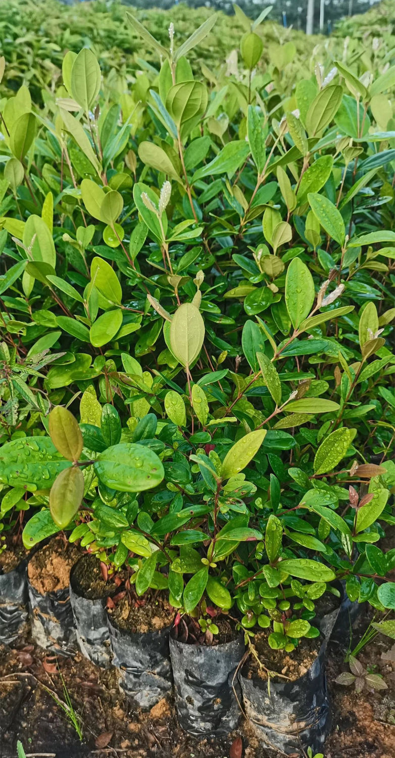 正宗桃金娘树苗山捻子苗乌稔多尼小种苗盆景地栽室内阳台庭院植物 20