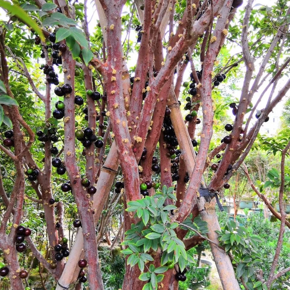 嘉宝果苗树苗沙巴嘉宝果四季早生嘉宝果树葡萄苗盆栽地栽广东发货