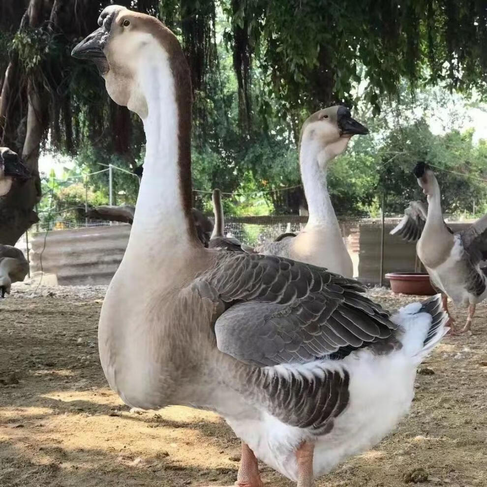 狮头鹅苗纯种 特大纯种巨型狮头鹅合浦幼鹅小鹅汕头批发白鹅灰狮子鹅
