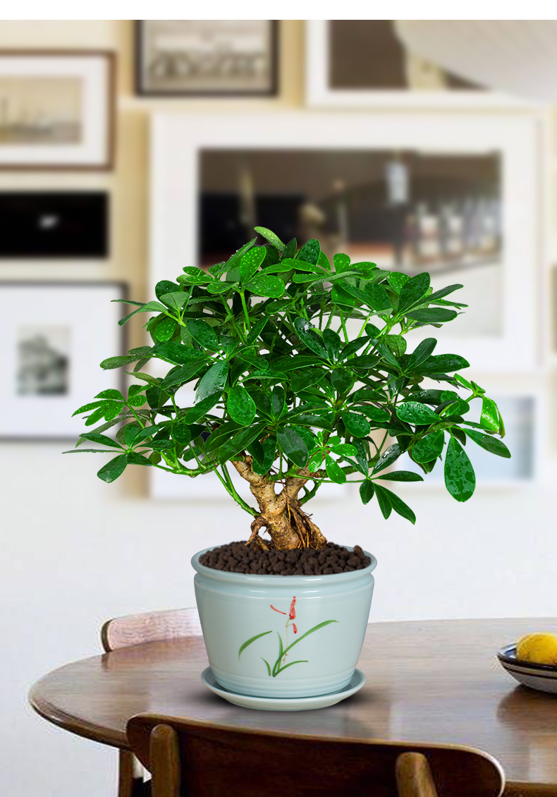 七叶莲盆栽生肖虎植物四季绿植室内客厅老桩盆景鸭脚木吸甲醛 [五年