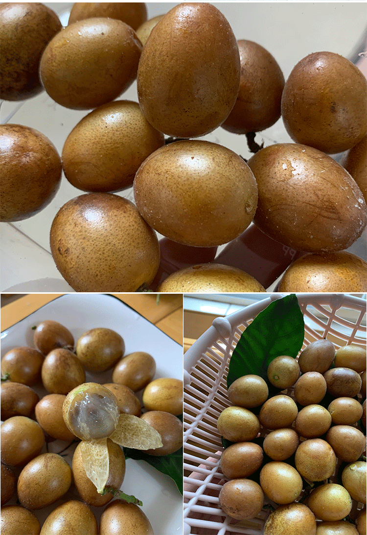 玫栀 顺丰 新鲜黄皮果正宗郁南农家鸡心黄皮现摘现发广东当季水果