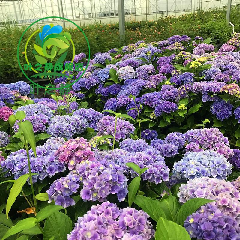 耐寒无尽夏八仙花绣球花苗盆栽花卉观花植物室内花卉四季开花绿宝石2