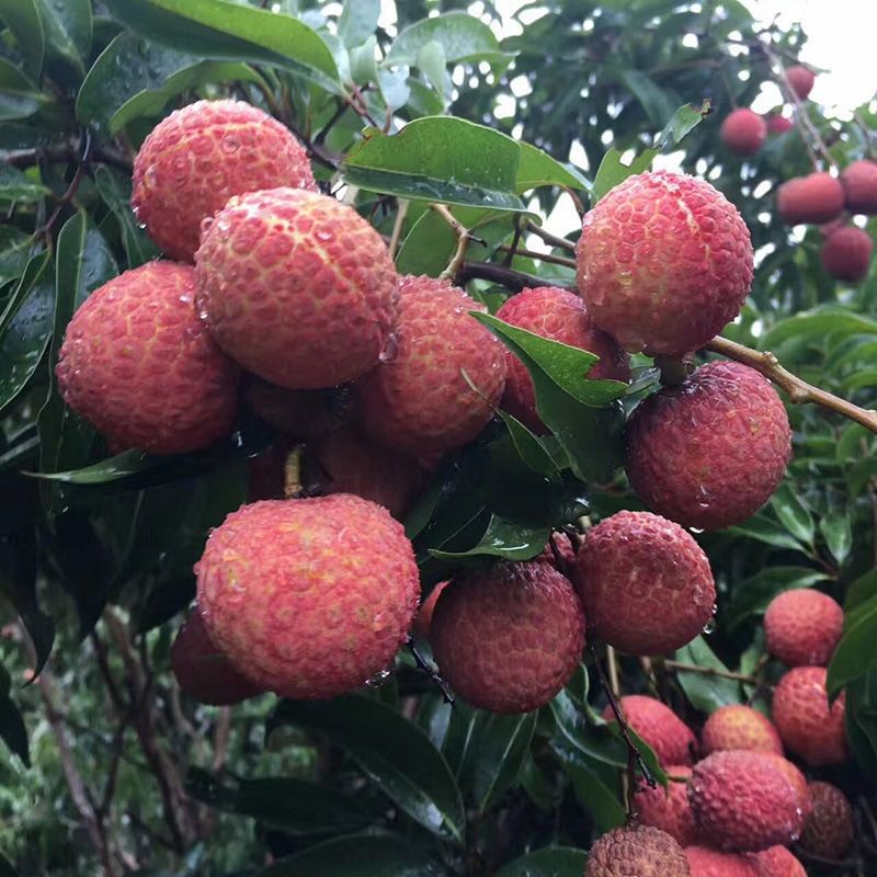 jd快递海南桂花香荔枝现摘现发应季当季新鲜水果孕妇水果送人送礼人工