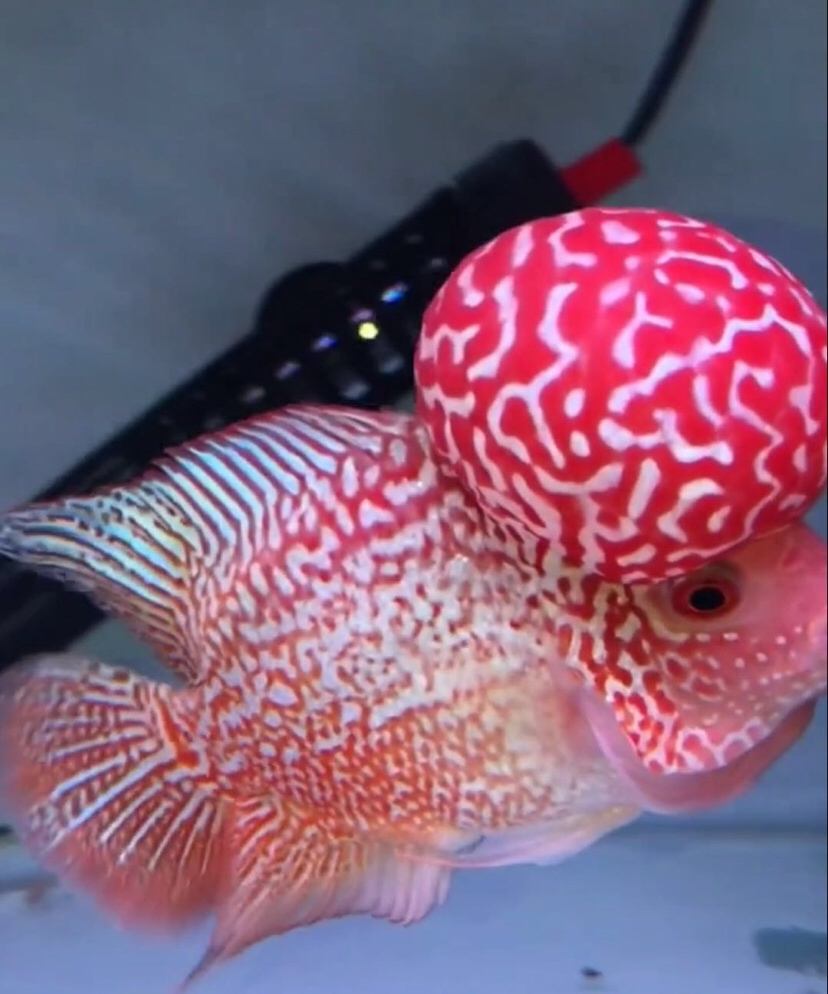 秋颖泰国进口罗汉鱼苗古典金花活体鸿运退沙亚成火凤凰德萨爆头风水财