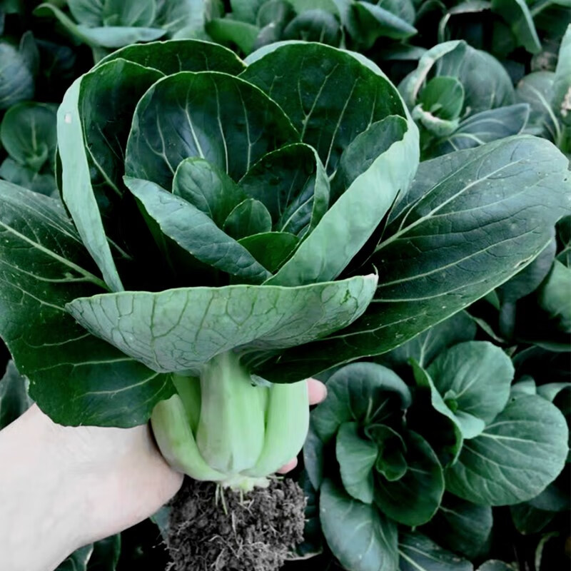 黑美人矮棵黑叶苏州青菜种子四季小园菜种籽耐寒耐热蔬菜种孑包邮 黑