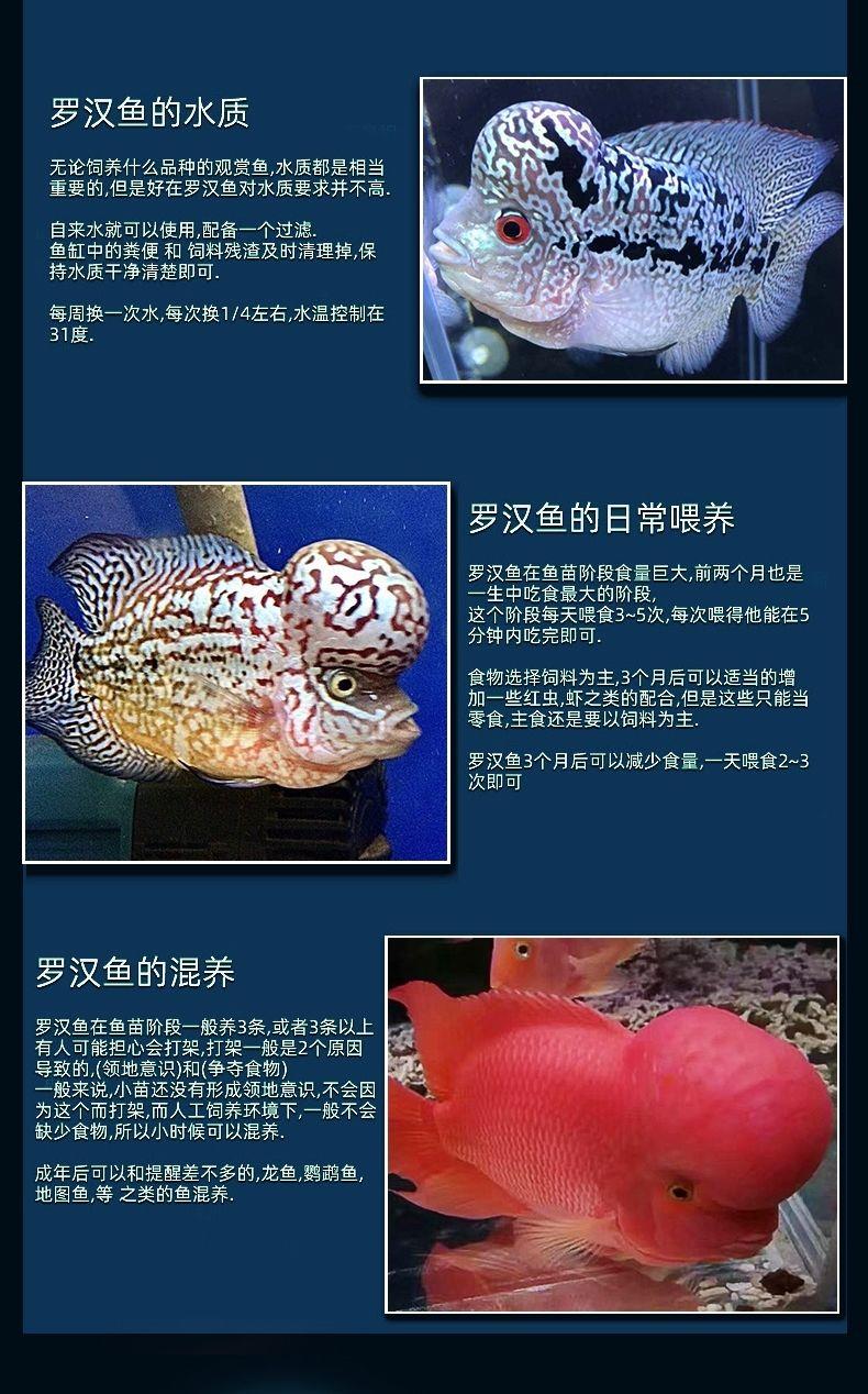 荣郁罗汉鱼鱼苗活体起头大苗红马观赏鱼小鱼好养活德萨亚成火凤凰高