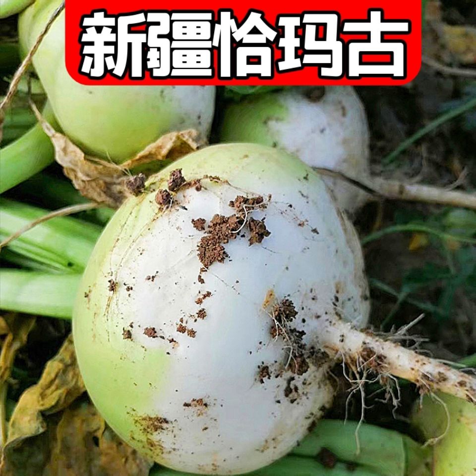 2022年新疆柯坪县恰玛古新鲜蔬菜碱性食品蔓菁芜菁帕玛姑5斤特产 100