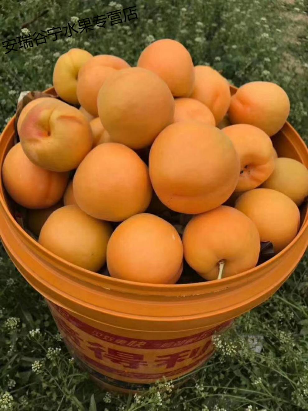 现货杏子水果大黄杏新鲜黄杏酸甜现摘现发2-10斤装 5斤大果(净重)