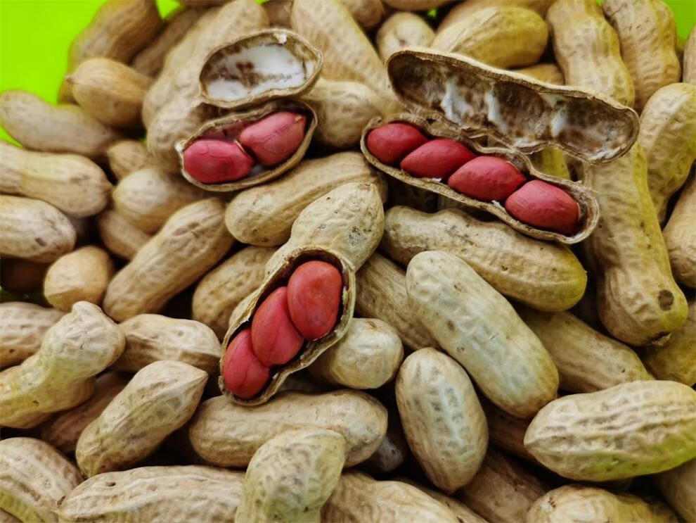 山东特产现炒现发带壳大花生四粒红红皮小珍珠生熟可选多规格2斤净重