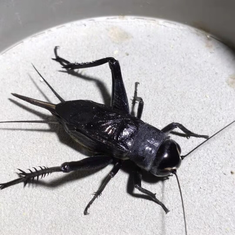 油葫芦鸣虫活虫活体玉眼黑虫缎子青野生天津油葫芦鸣虫崛起商贸花姿妖