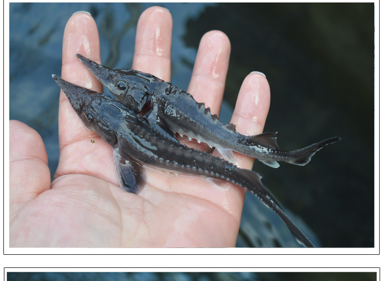 京选推荐苗淡水鱼塘鱼缸养殖中华观赏鱼活体尖嘴鲟大型冷水鱼鲟鱼苗