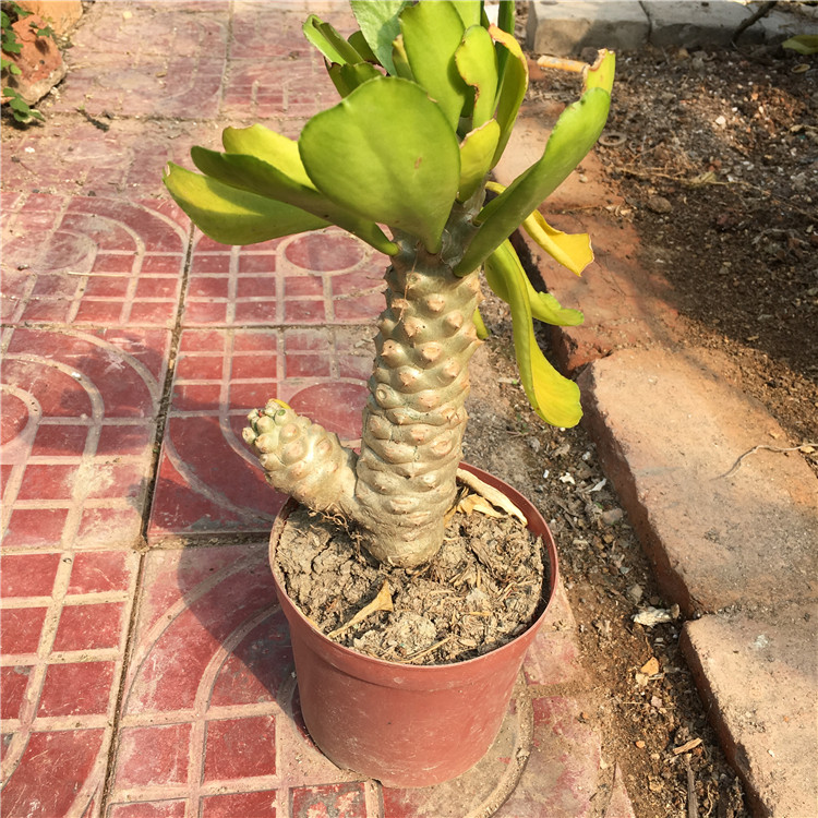 扇贝麒麟 大型沙漠植物贝信麒麟柱形大戟科高度1.