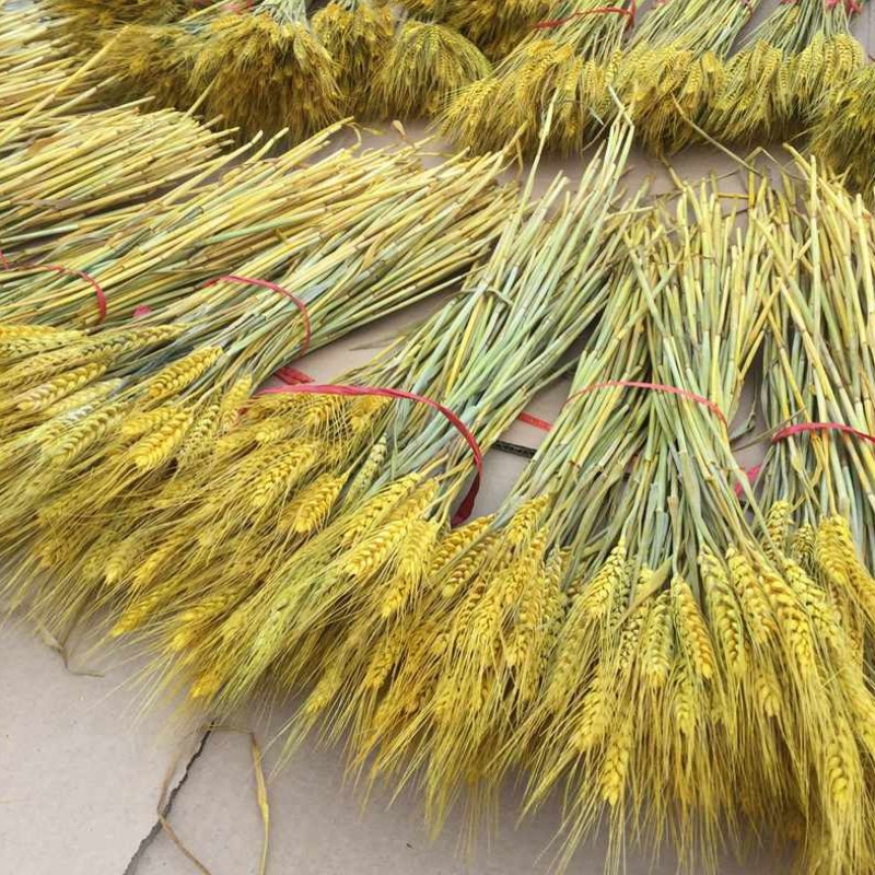 娴雅 麦穗真正天然成熟麦子大麦装饰开业喜庆道具寓意大卖 500枝原色