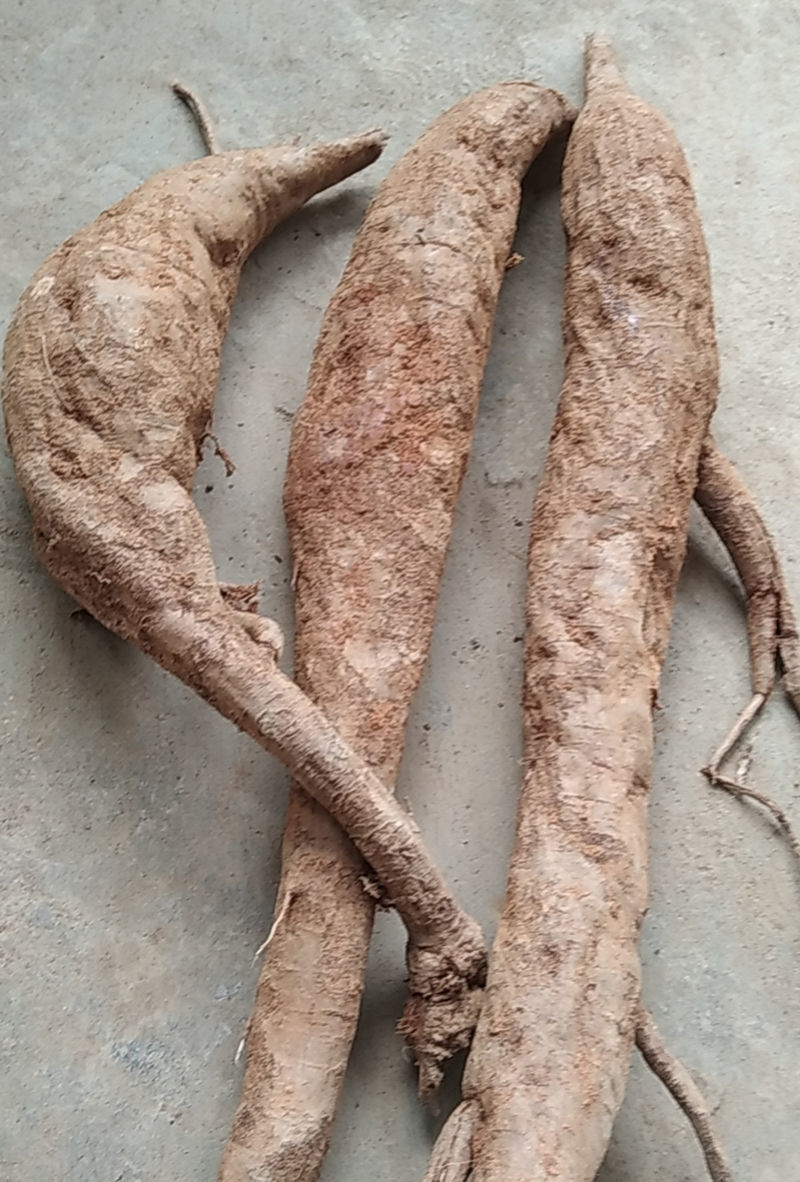 杞里香柴葛新鲜现挖葛根正宗野葛根粉葛根泡茶柴葛5斤