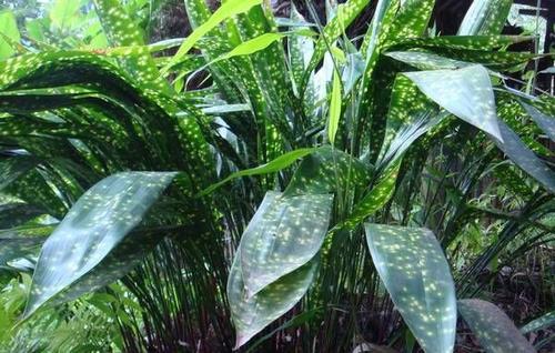 朵蕙四川新鲜粽叶端午包粽子粽叶花粽叶一叶兰粽叶花粽叶大叶现摘发货