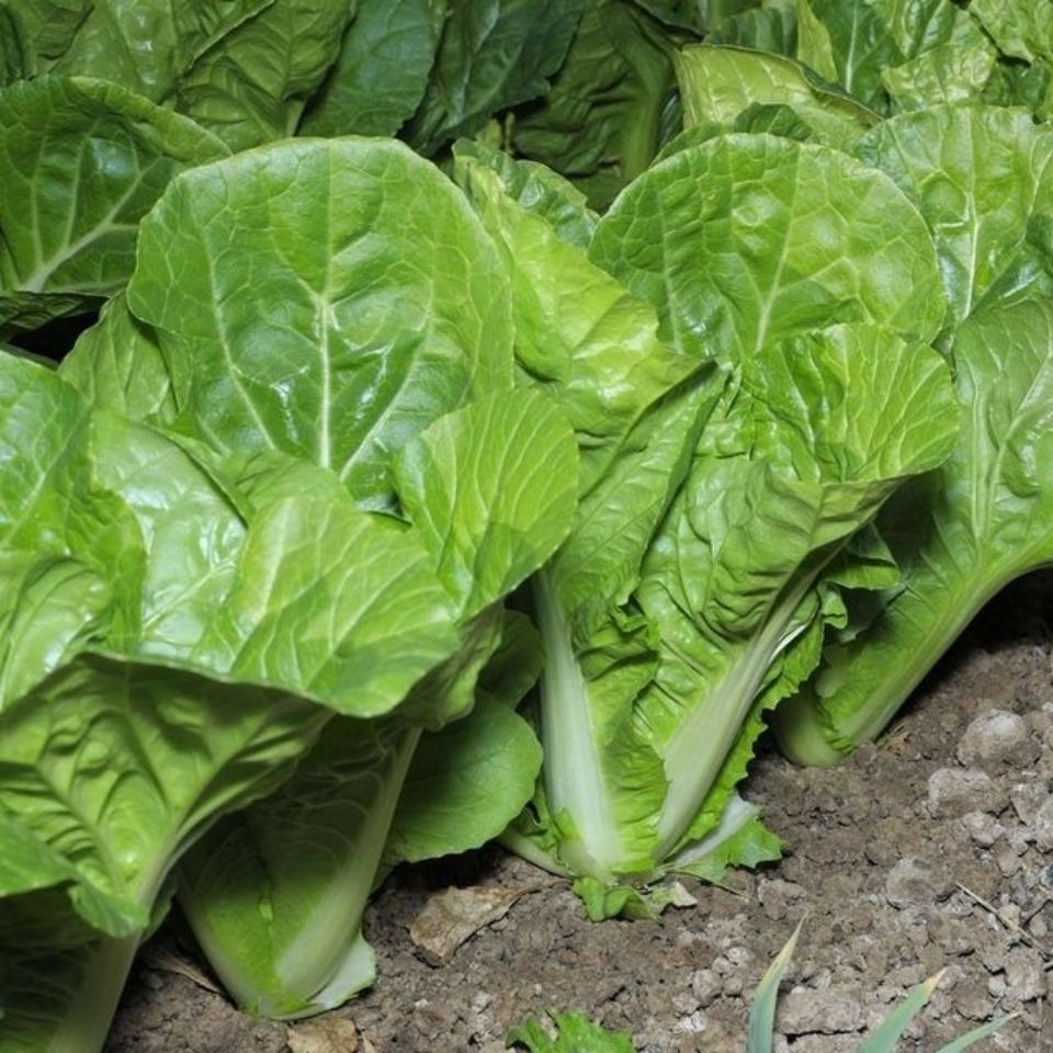云南高山快菜黄白菜青菜绿叶蔬菜新鲜时令小白菜绿叶黄心当天采摘优选