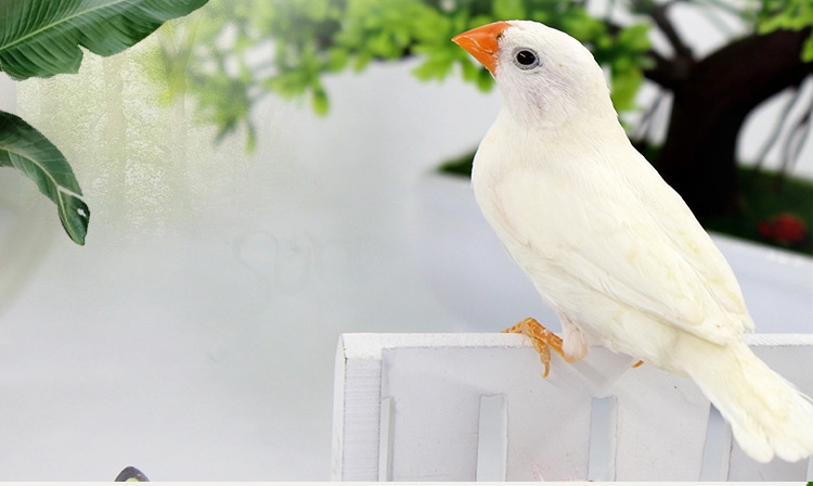鸟活体幼鸟小鸟灰色白色珍珠鸟1对宠物活物文鸟虎皮鹦鹉活鸟灰白珍珠