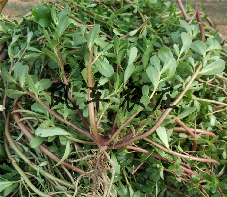 顺丰 马齿苋菜新鲜马齿菜马蜂菜野生马苋菜马齿笕蚂蚱菜1-4斤 1000g