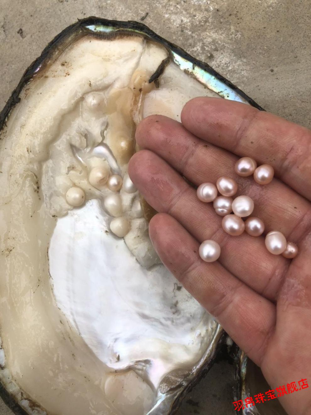 珍珠蚌自己开 珍珠活蚌可自己开蚌多珠蚌单珠蚌自家养殖多珠蚌鲜活