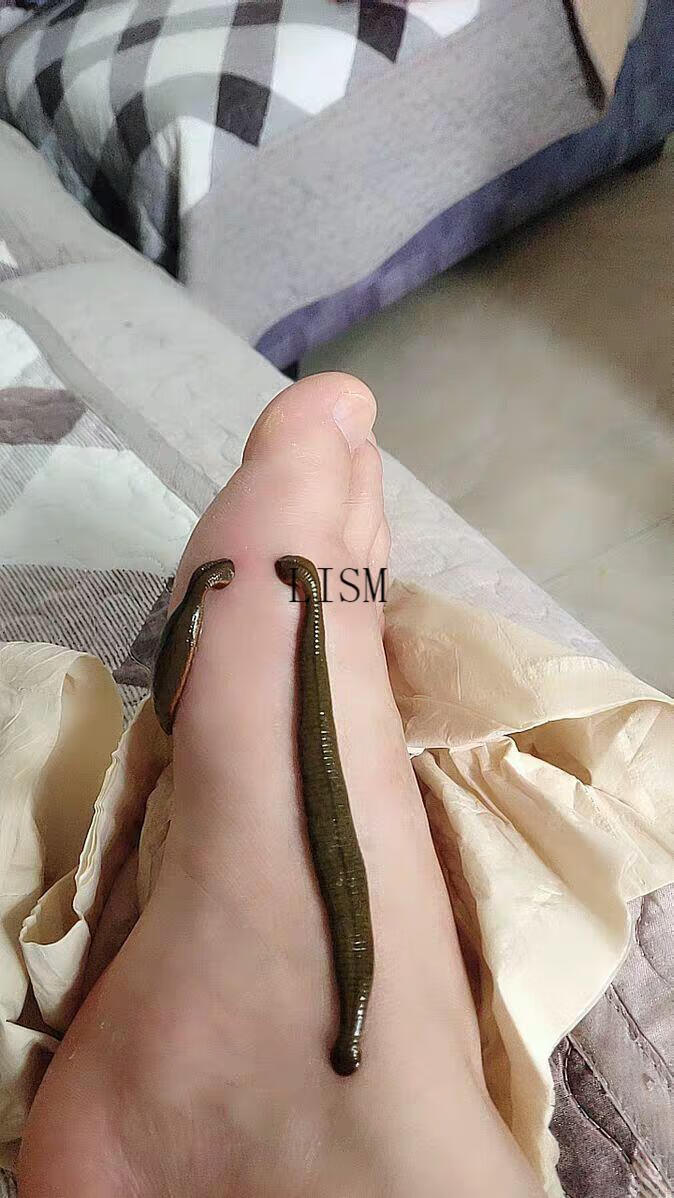 吸血水蛭活物 广东菲牛水蛭 金线宽体吸淤血消肿蚂蟥活体1-5g包活 20