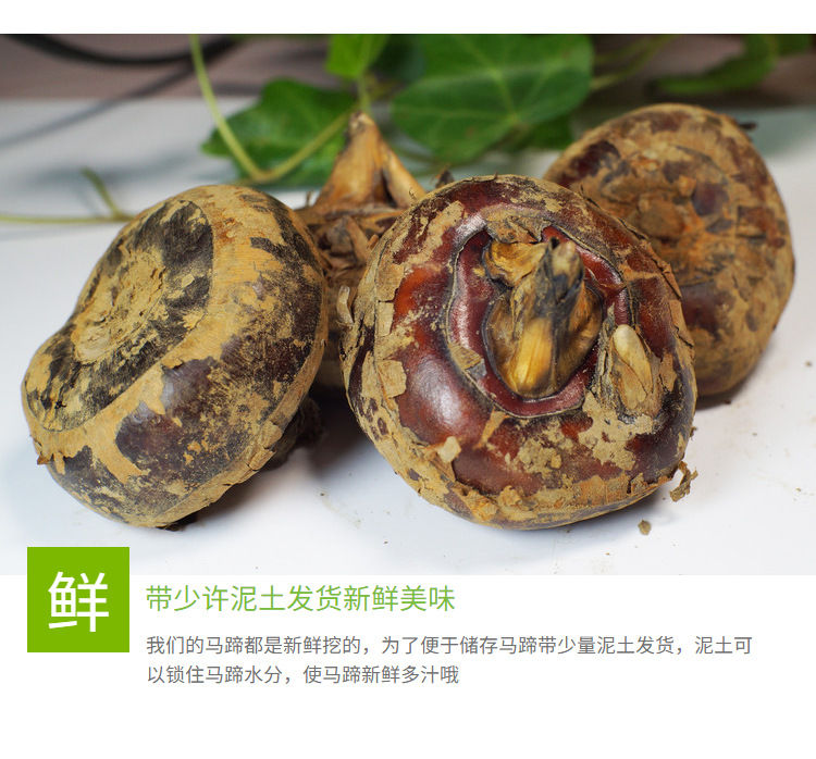 现挖新鲜水果马蹄荸荠地梨枝江当季农家带泥净重三斤小果