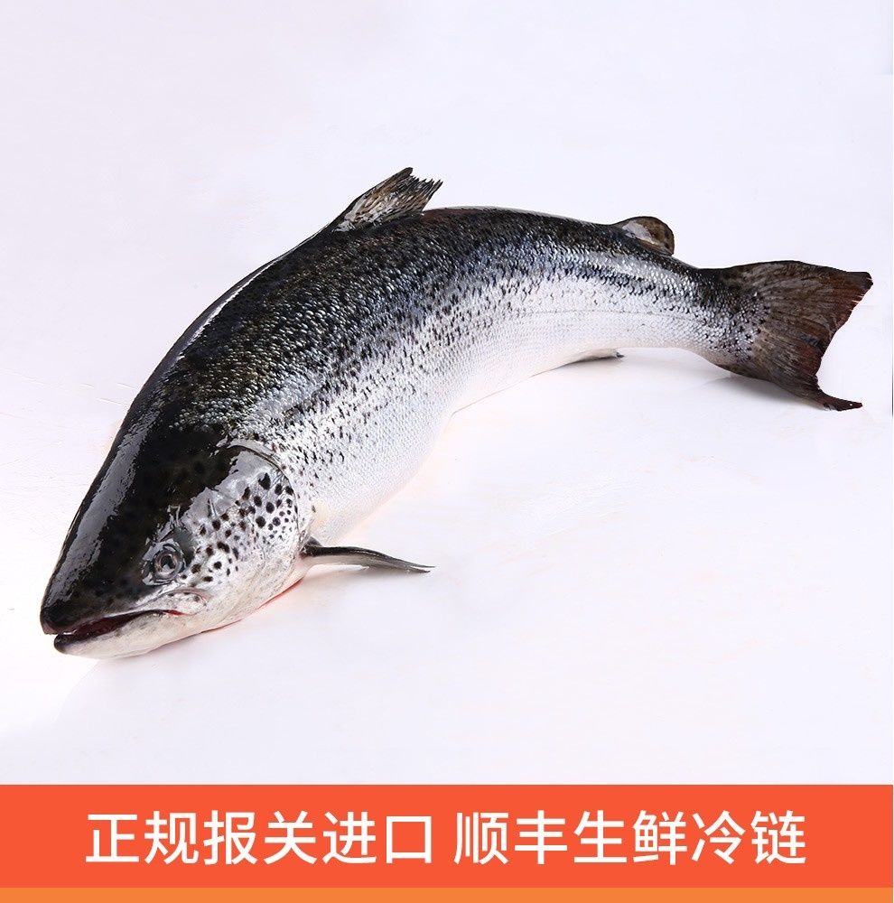 崇鲜新鲜冰鲜三文鱼整条1012斤大西洋鲑刺身5500g