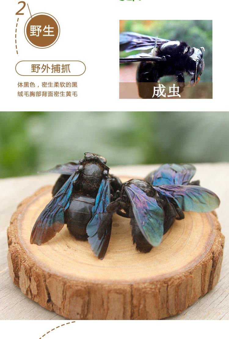 竹蜂乌竹蜂竹蜂盐竹蜂中药材乌竹蜂中药材店铺竹蜂50克