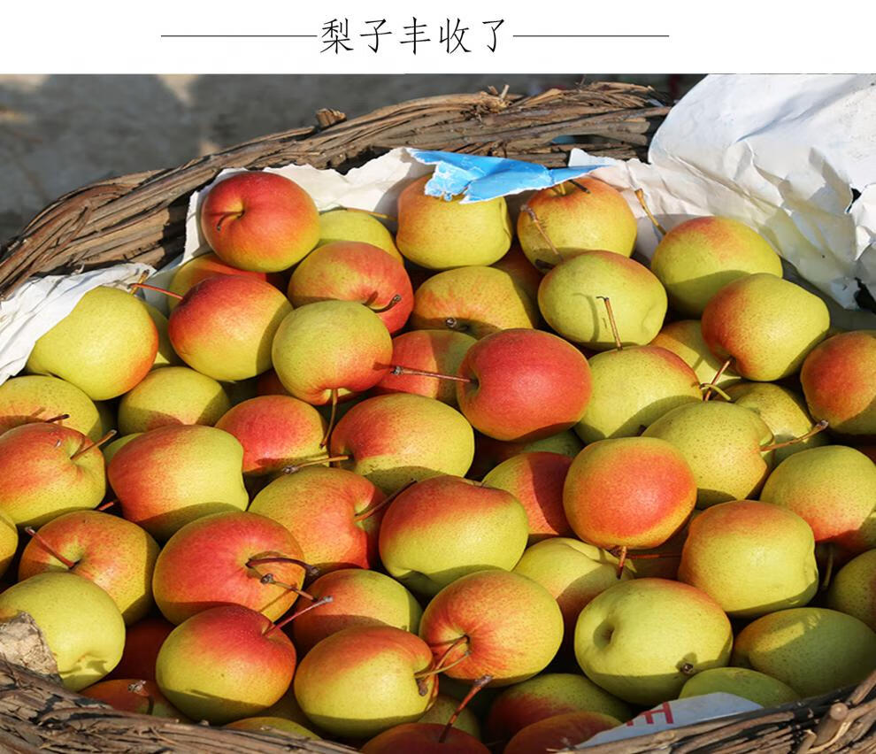 奢旺【产地直供】云南红梨 7月火把梨新鲜孕妇水果梨子高原小红梨早酥